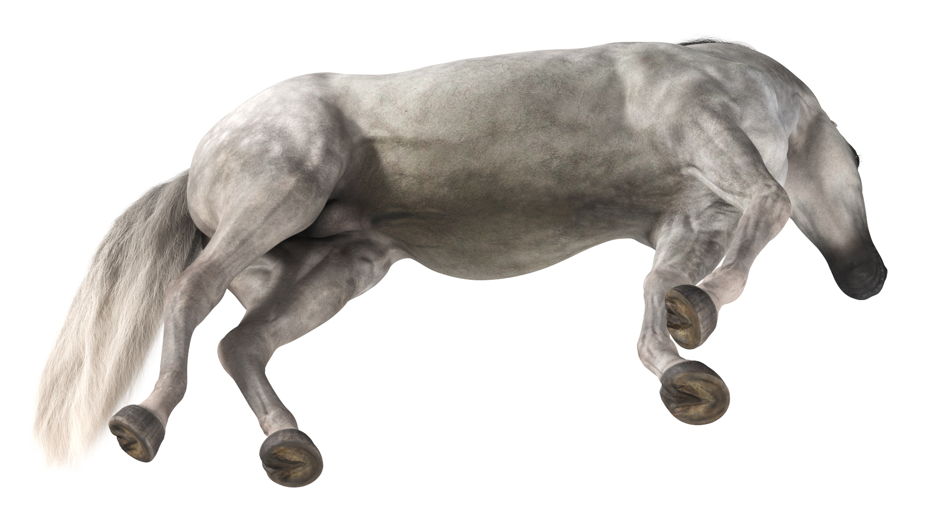3D Arabian Horse Gray Dappled Stand Pose Fur