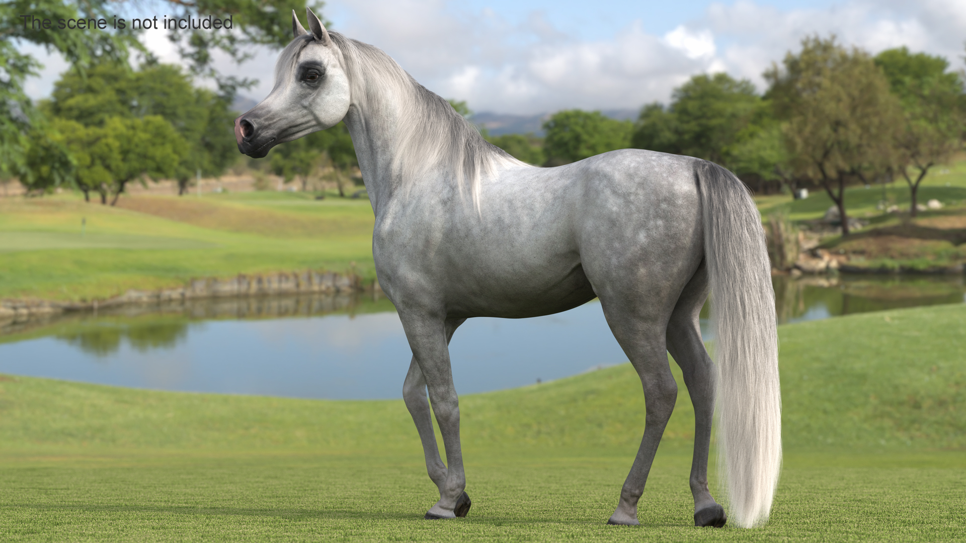 3D Arabian Horse Gray Dappled Stand Pose Fur