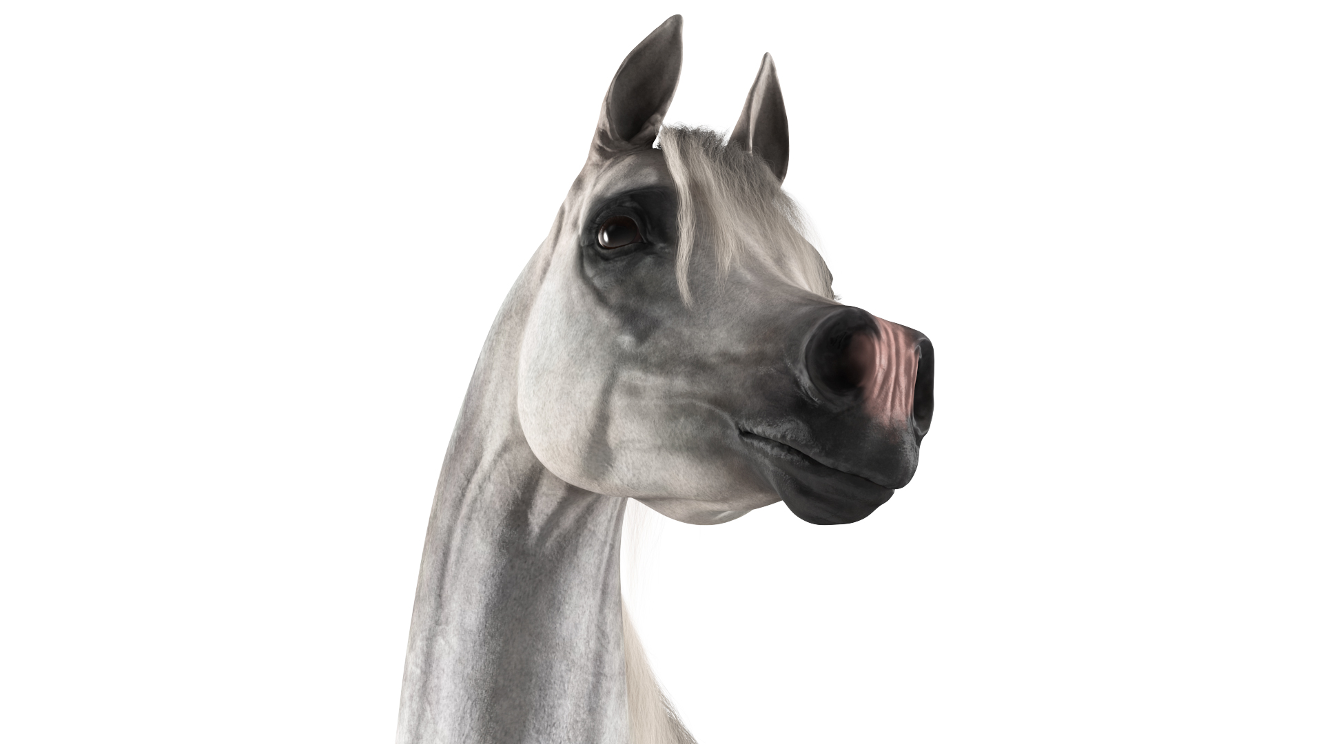 3D Arabian Horse Gray Dappled Stand Pose Fur