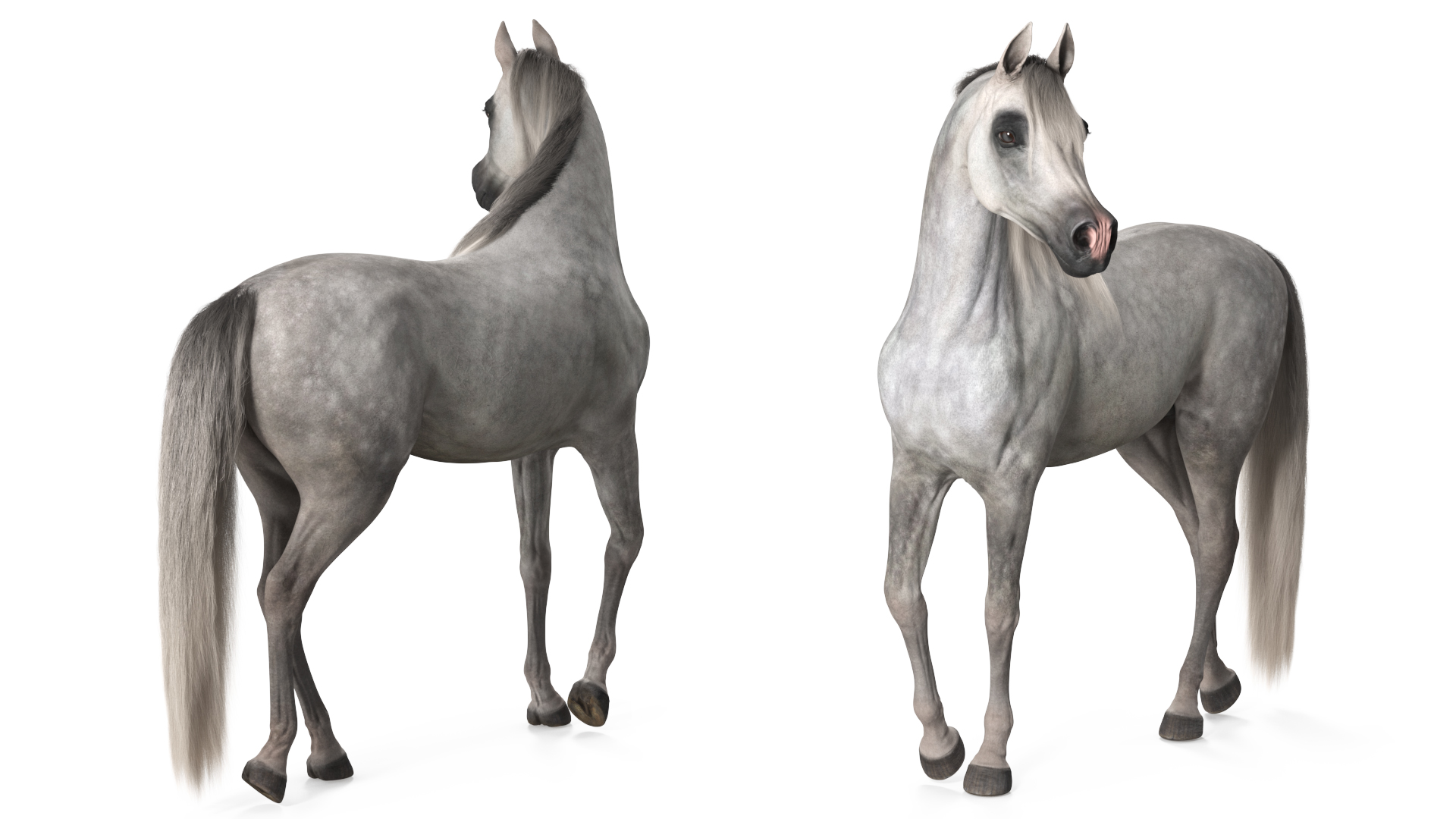 3D Arabian Horse Gray Dappled Stand Pose Fur