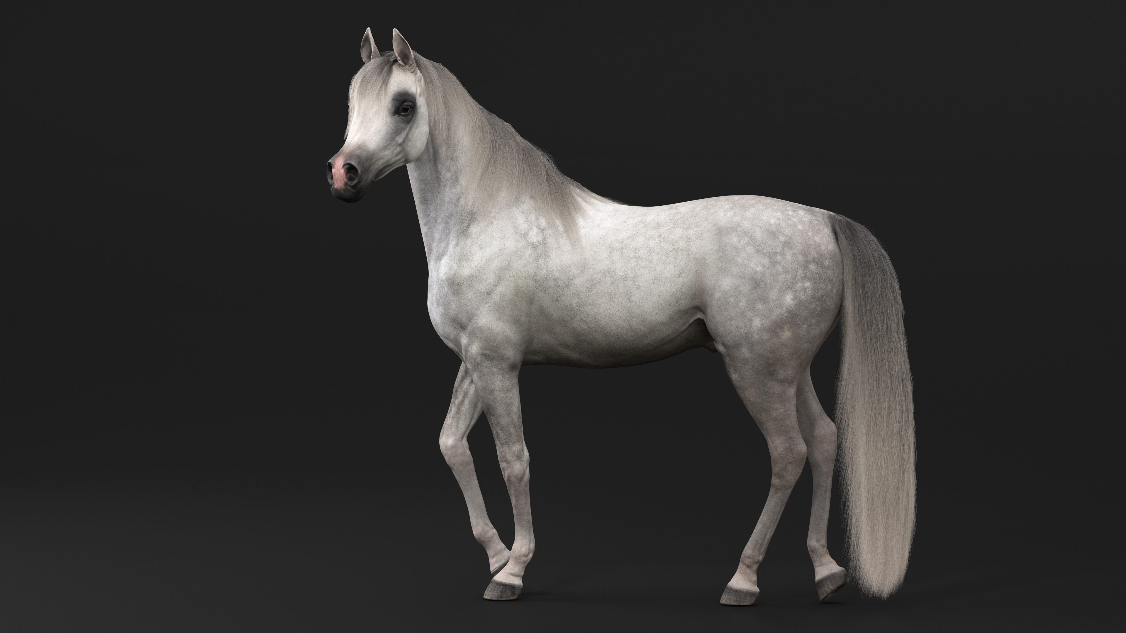 3D Arabian Horse Gray Dappled Stand Pose Fur