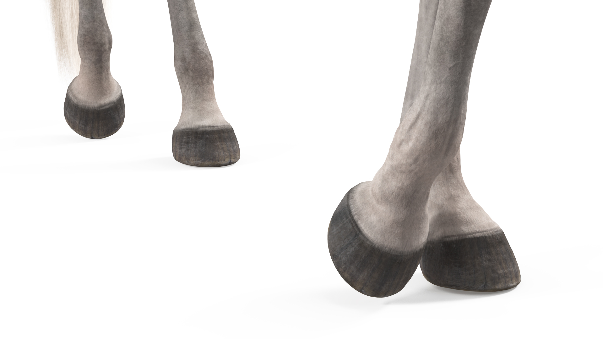 3D Arabian Horse Gray Dappled Stand Pose Fur