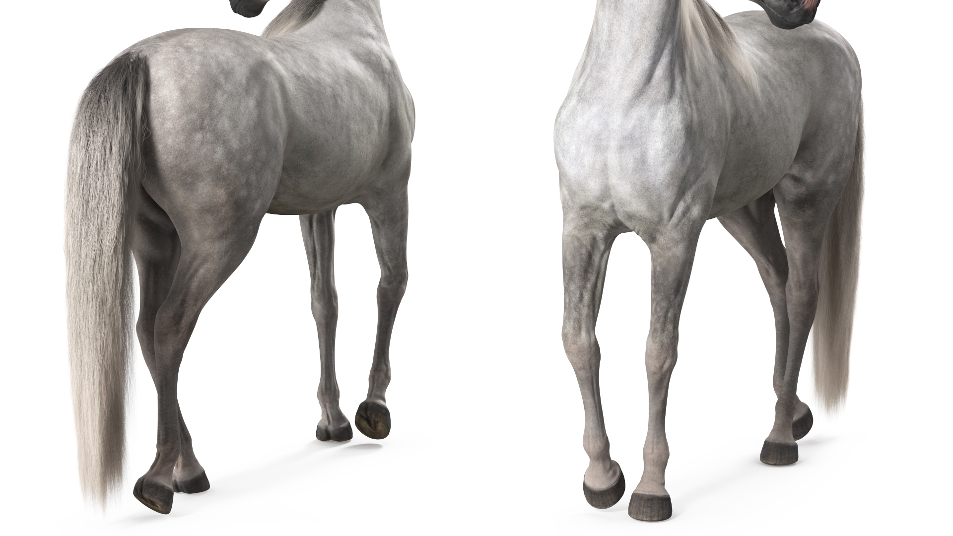 3D Arabian Horse Gray Dappled Stand Pose Fur