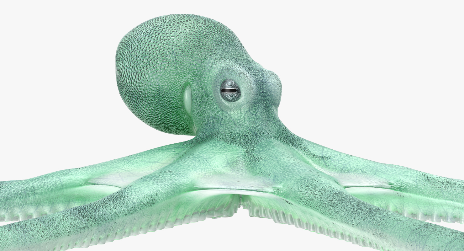 Blue Octopus 3D