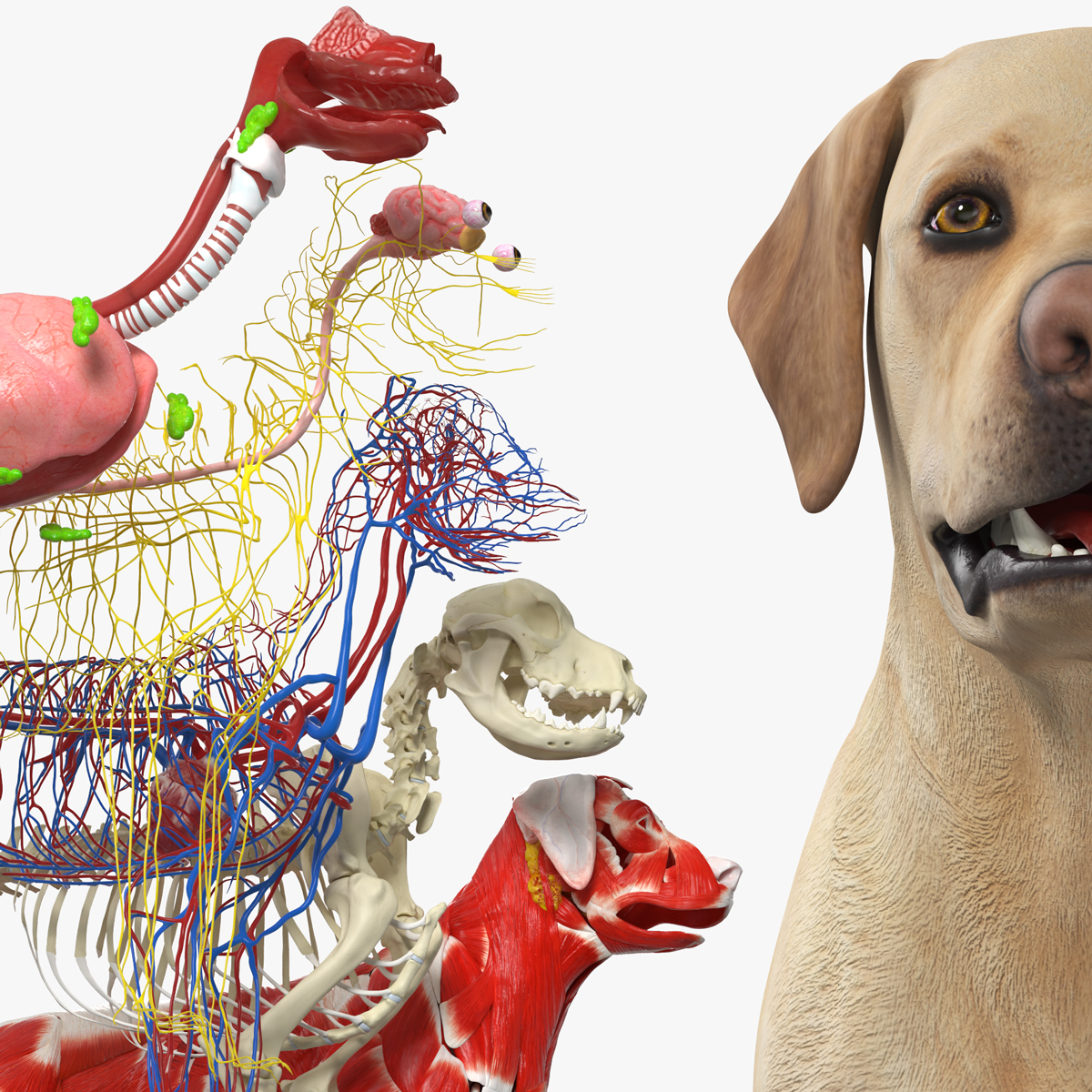 Half Skin Dog Anatomy Muscular and Vascular System 3D model preview