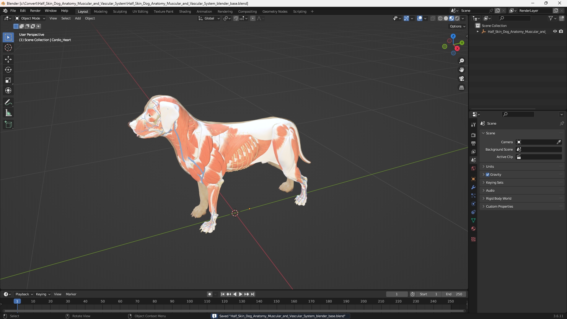 Half Skin Dog Anatomy Muscular and Vascular System - view 10