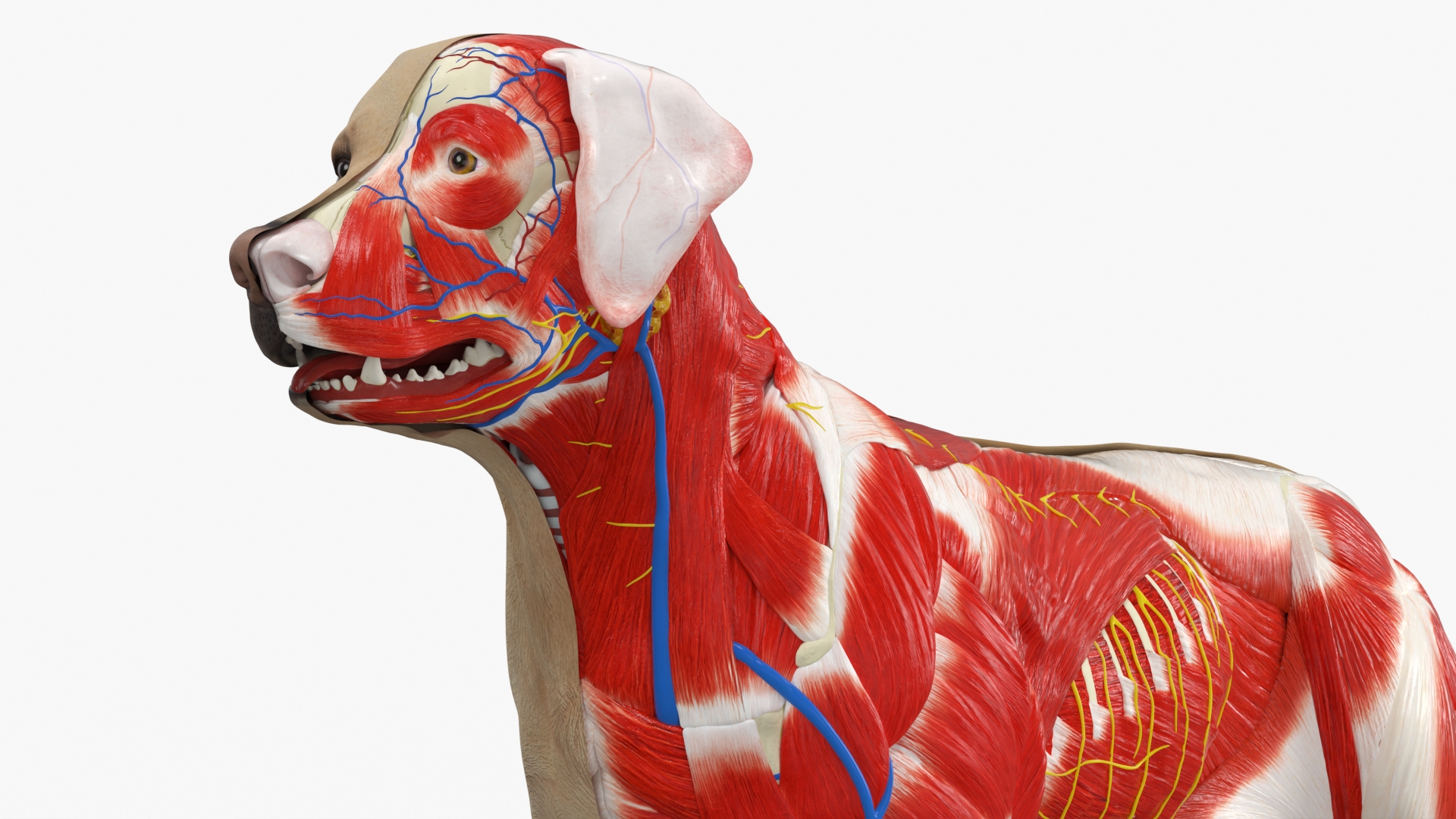 Half Skin Dog Anatomy Muscular and Vascular System - view 3