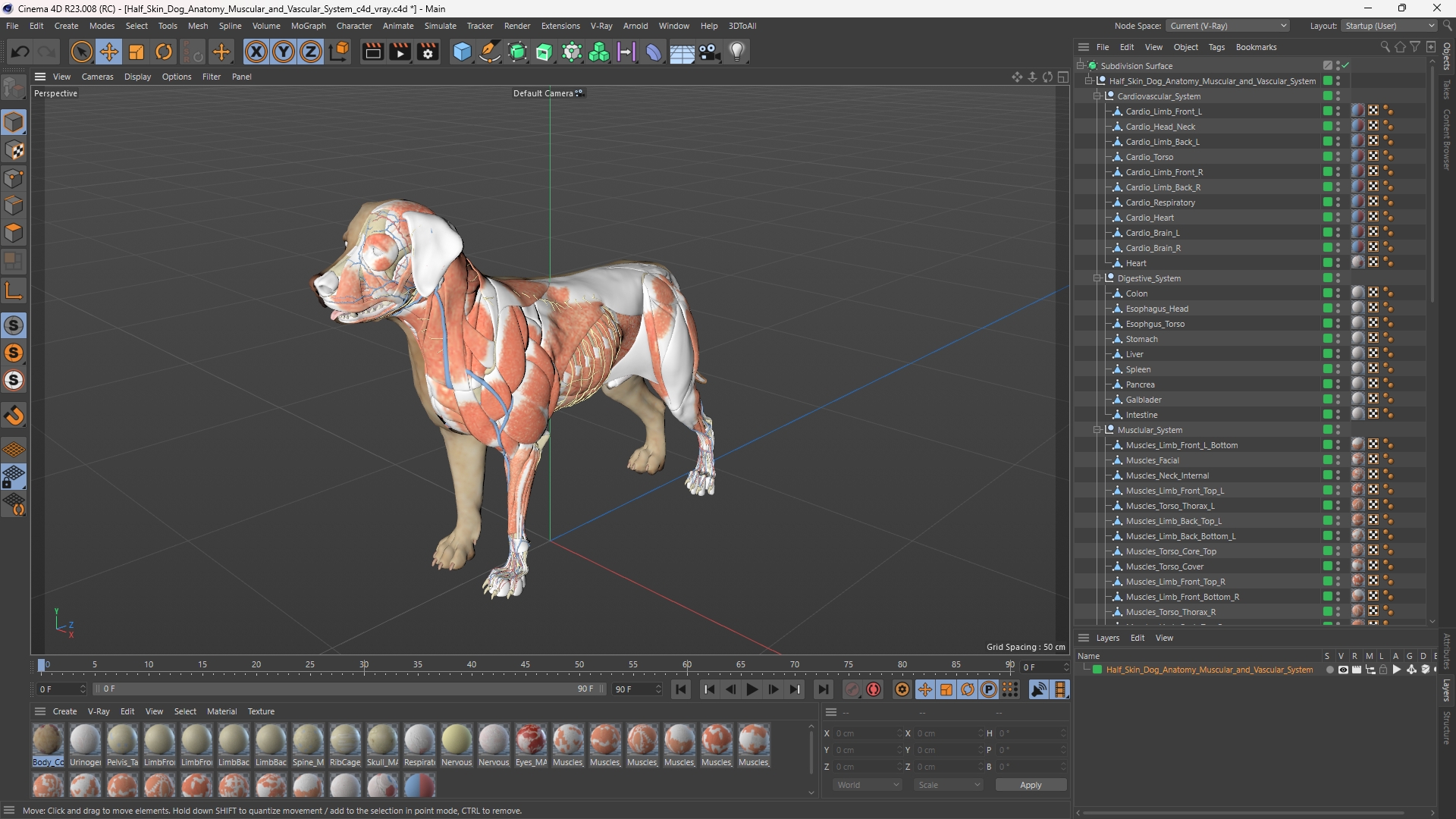 Half Skin Dog Anatomy Muscular and Vascular System - view 12