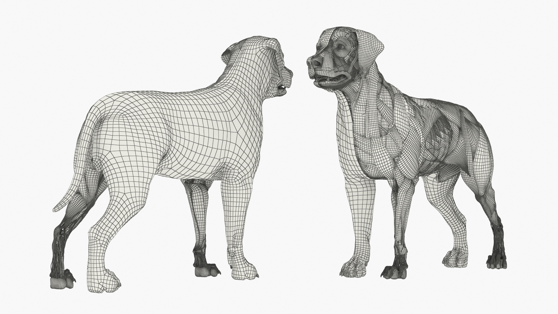 Half Skin Dog Anatomy Muscular and Vascular System - view 8