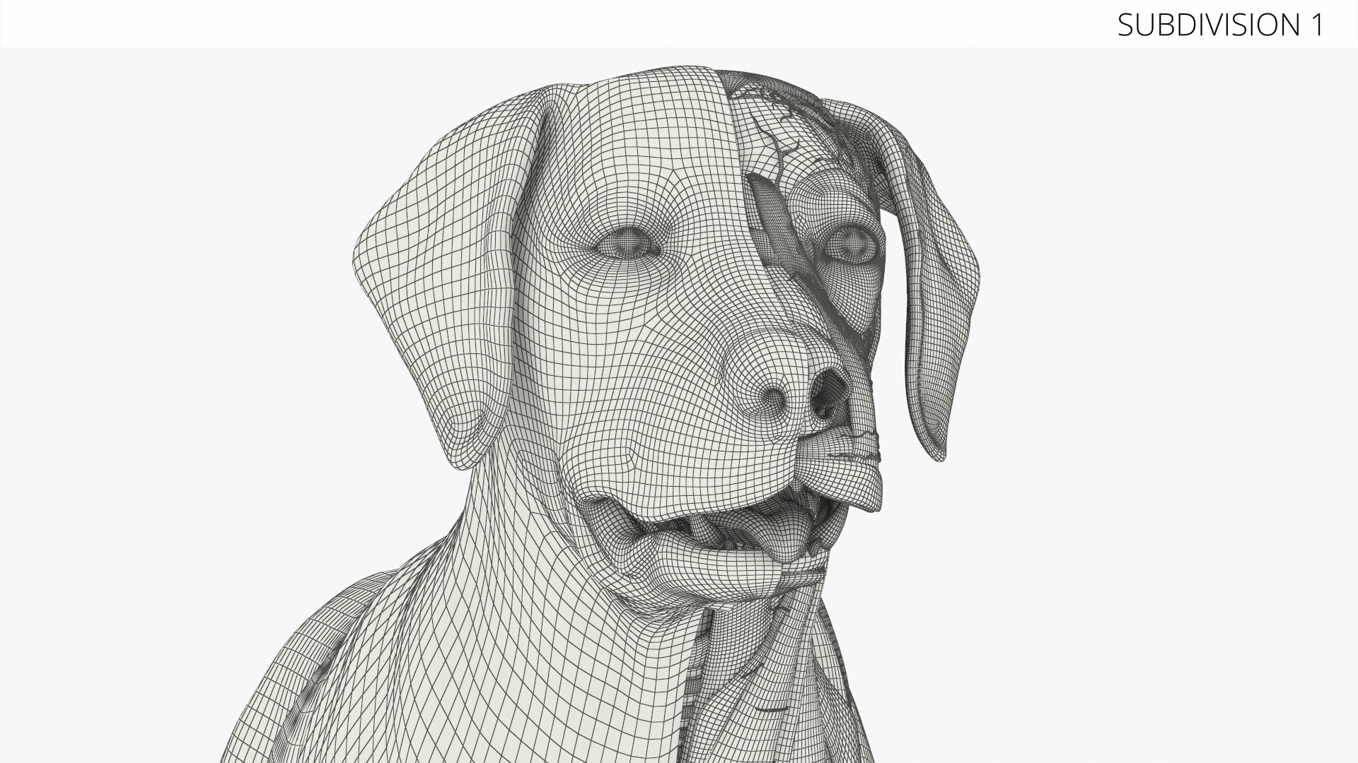 Half Skin Dog Anatomy Muscular and Vascular System - view 7