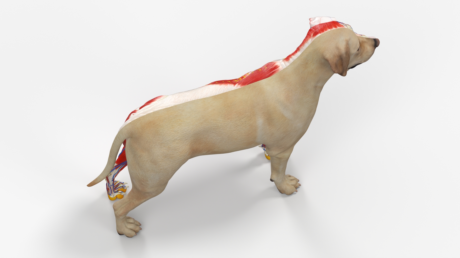 Half Skin Dog Anatomy Muscular and Vascular System - view 5