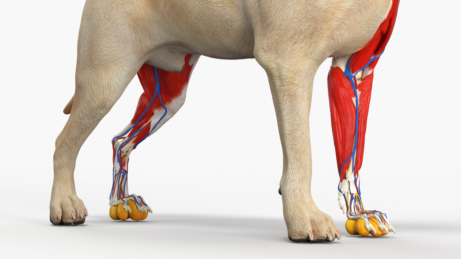 Half Skin Dog Anatomy Muscular and Vascular System - view 4