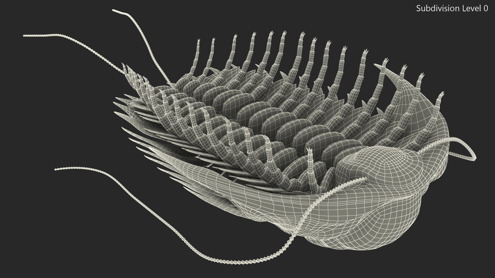 Trilobite Extinct Marine Arachnomorph Arthropod 3D