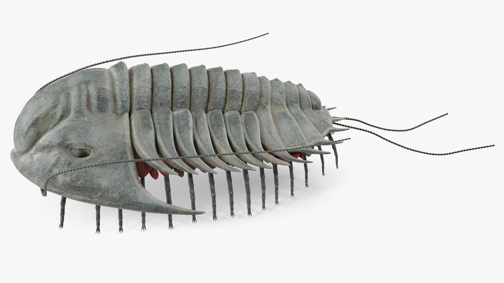 Trilobite Extinct Marine Arachnomorph Arthropod 3D