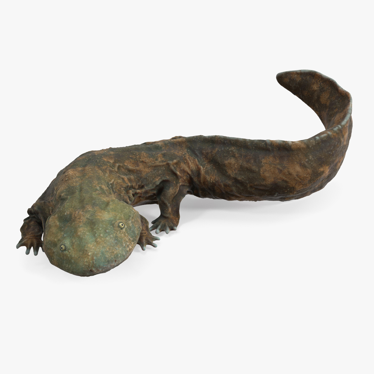 3D model Aquatic Salamander Light Rigged for Cinema 4D