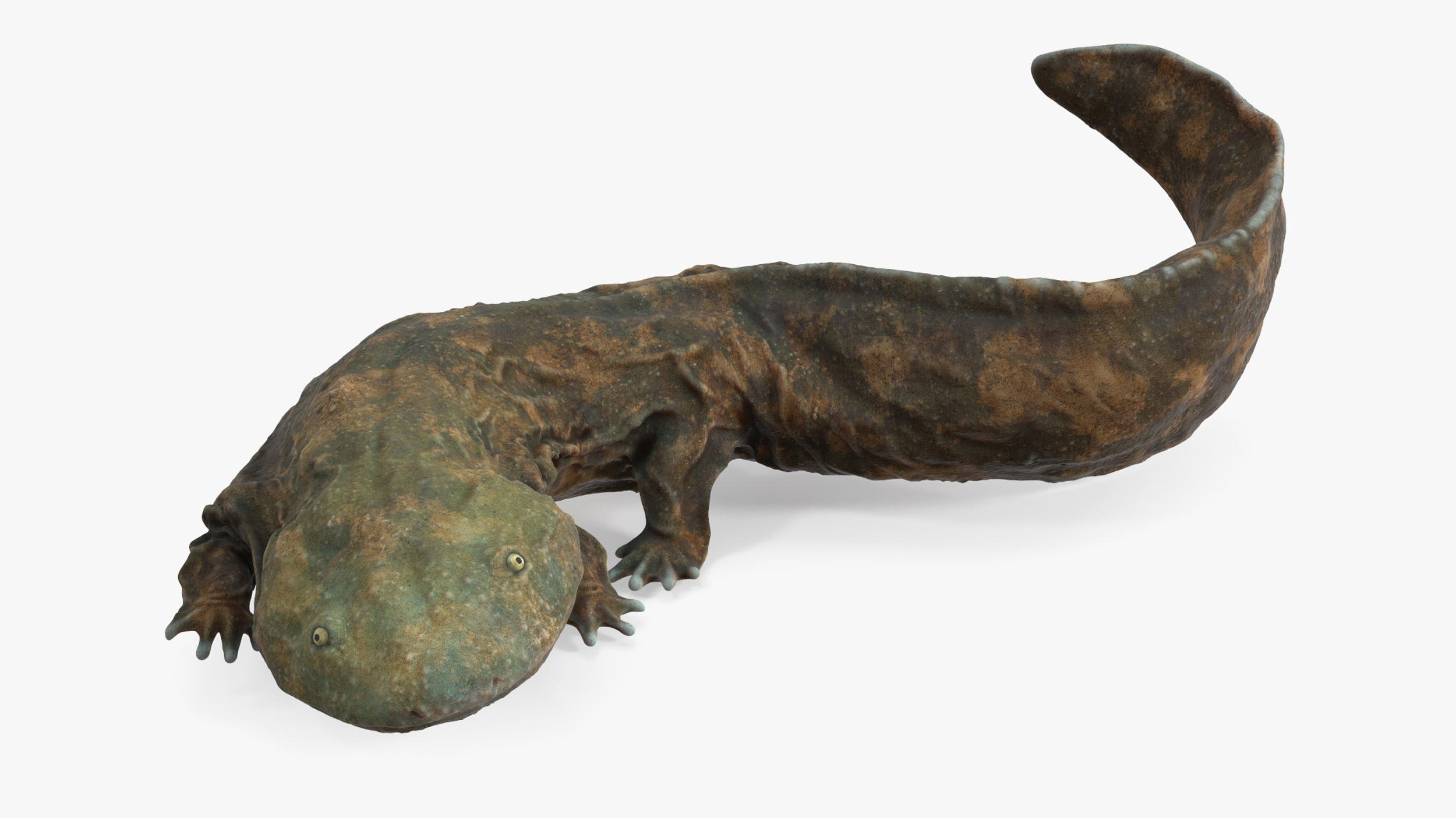 3D model Aquatic Salamander Light Rigged for Cinema 4D