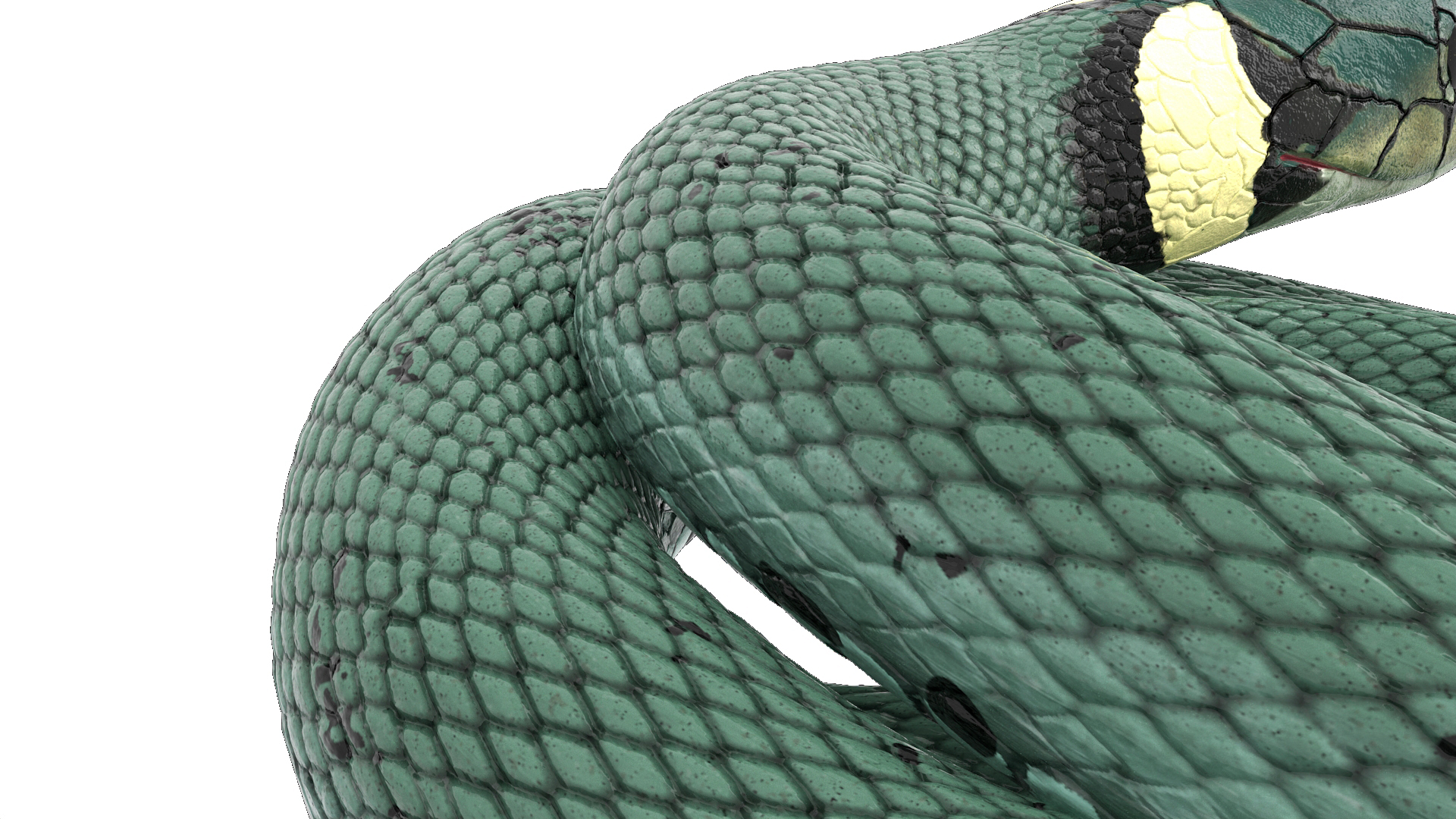 3D model Ringed Snake Green Coiled