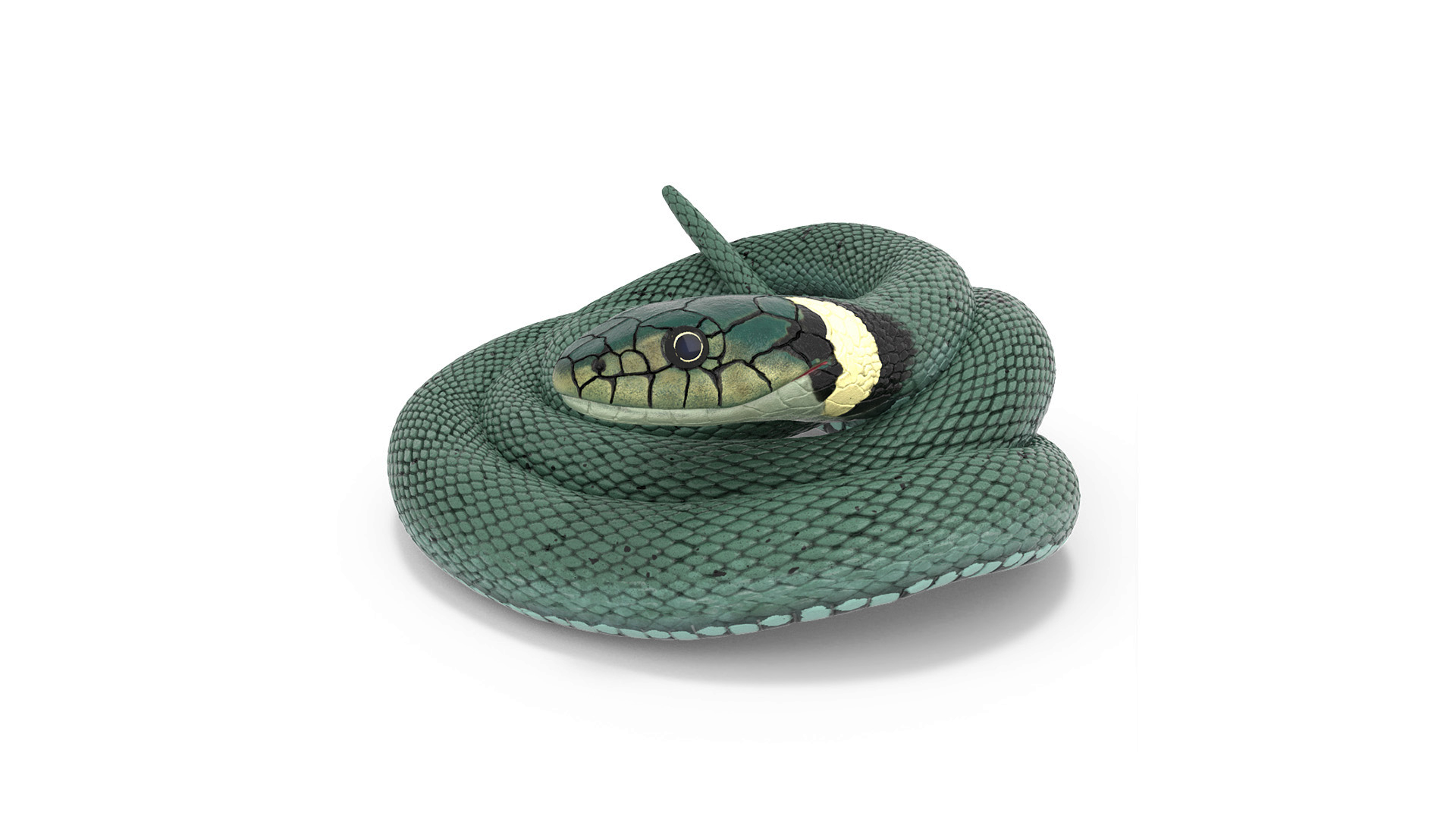 3D model Ringed Snake Green Coiled