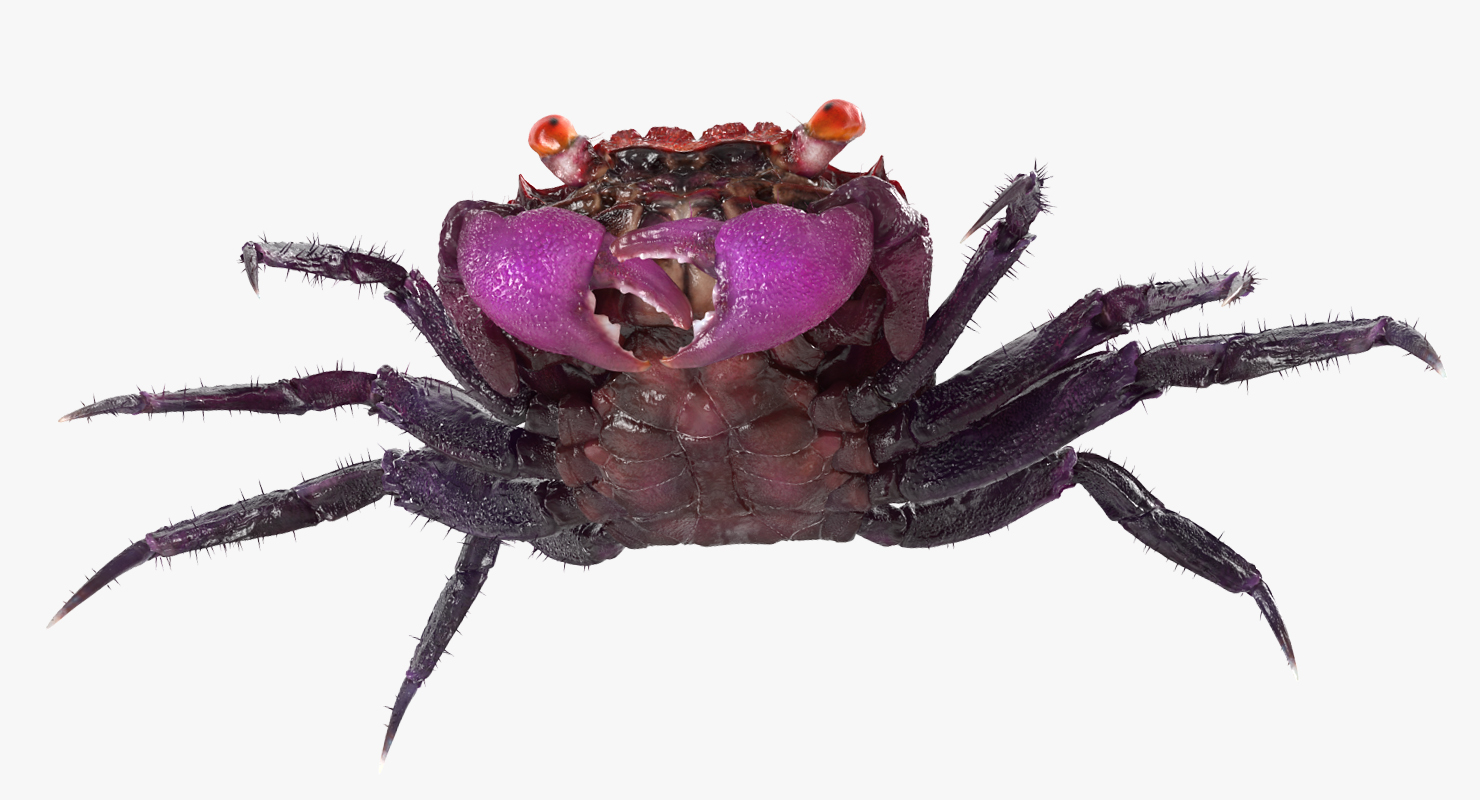 Vampire Crab Geosesarma Rigged with Fur 3D model