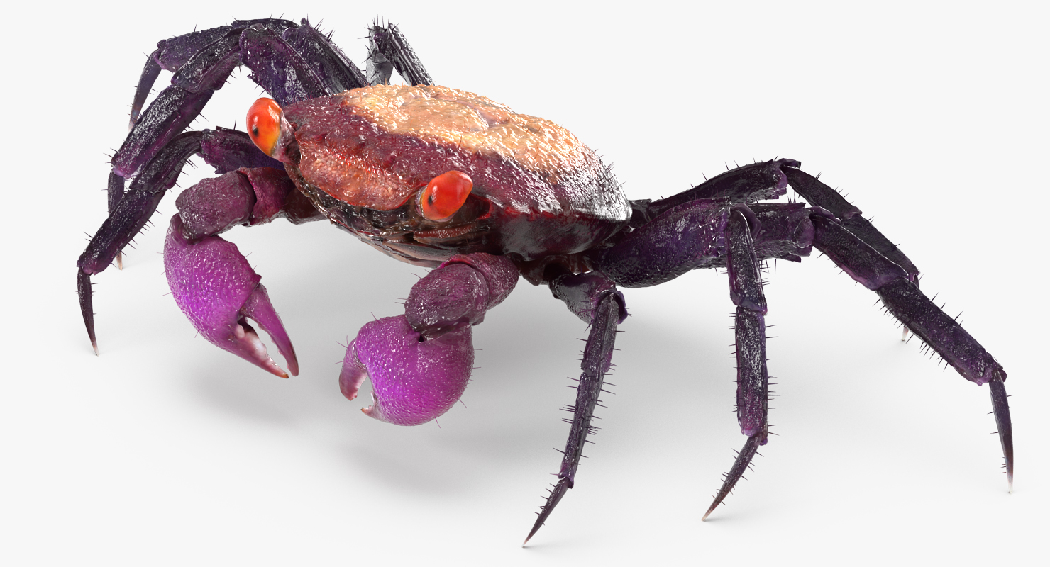 Vampire Crab Geosesarma Rigged with Fur 3D model