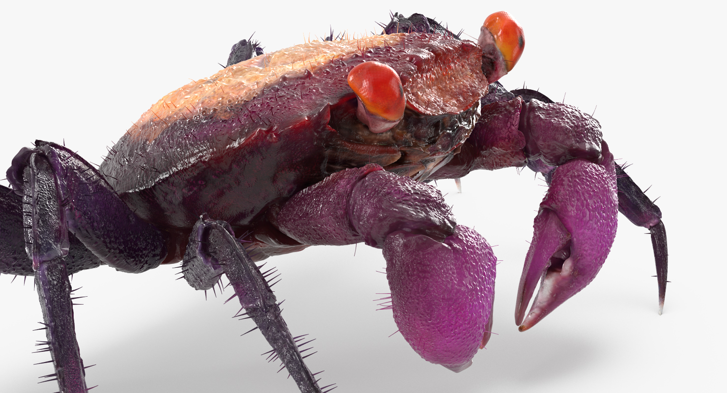 Vampire Crab Geosesarma Rigged with Fur 3D model