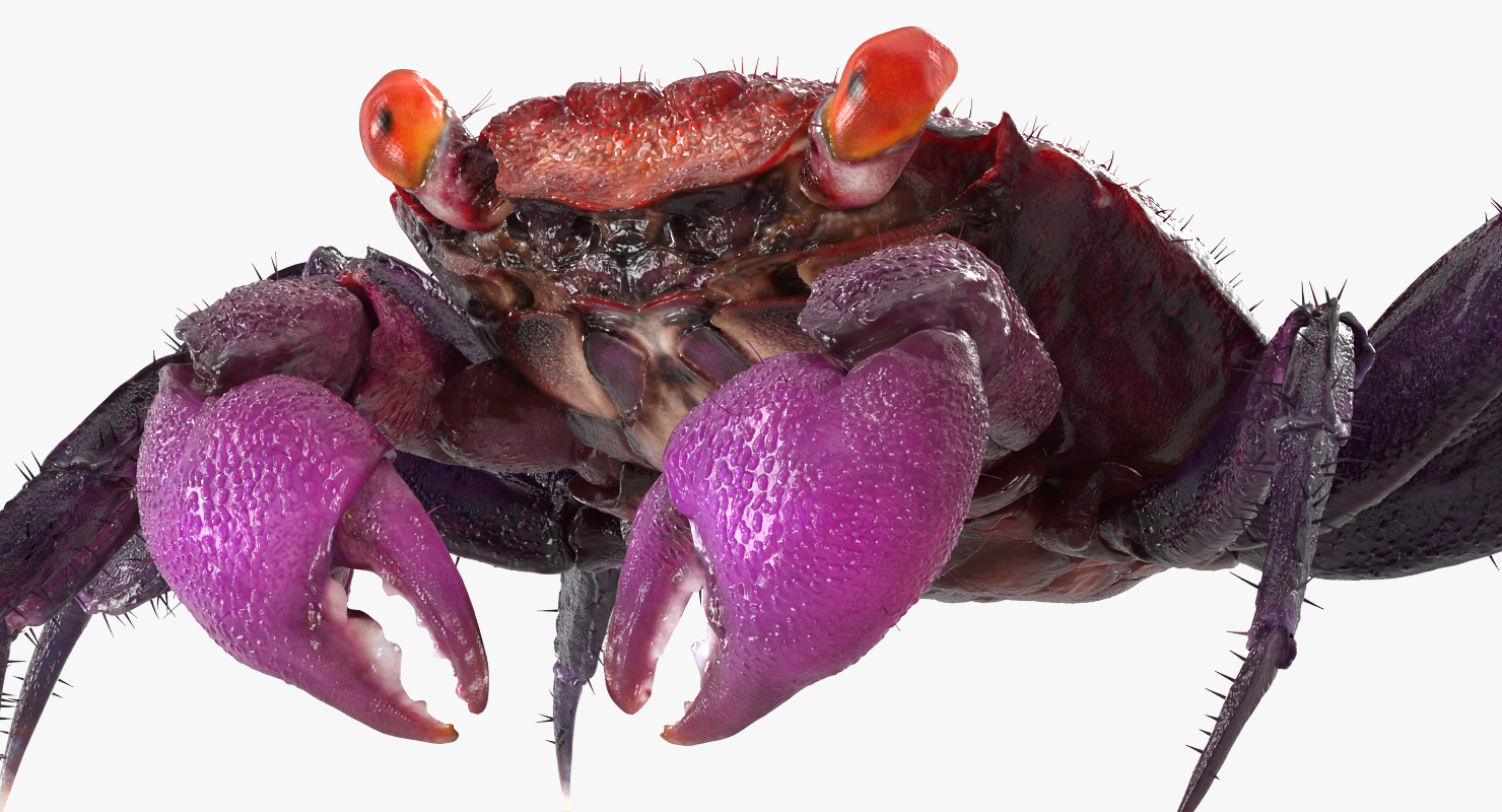 Vampire Crab Geosesarma Rigged with Fur 3D model