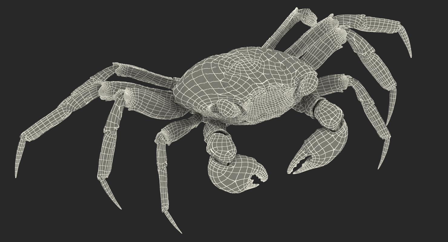 Vampire Crab Geosesarma Rigged with Fur 3D model