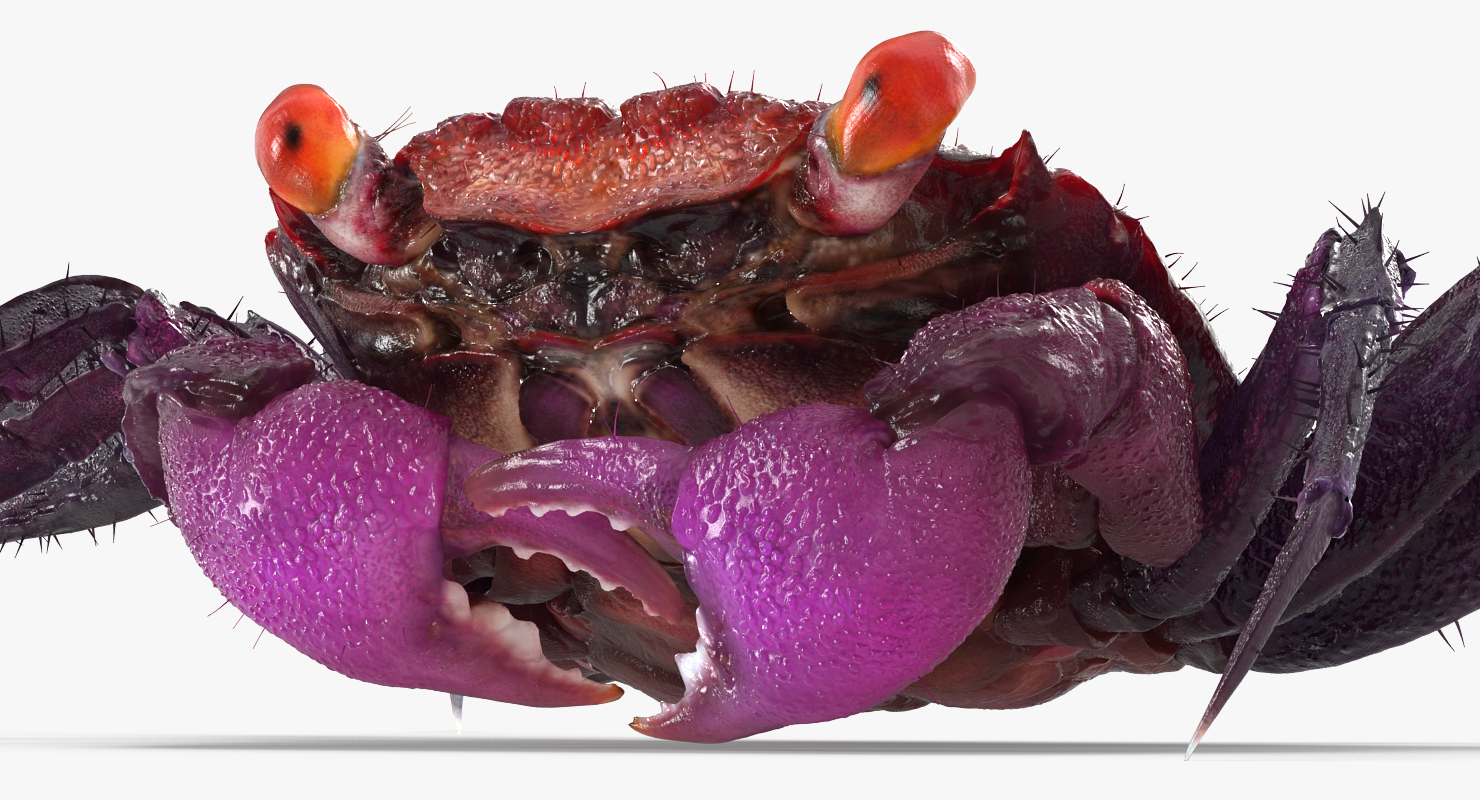 Vampire Crab Geosesarma Rigged with Fur 3D model