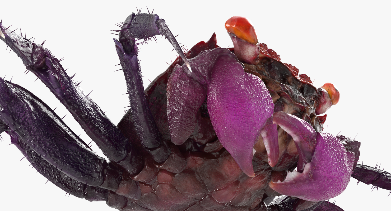Vampire Crab Geosesarma Rigged with Fur 3D model