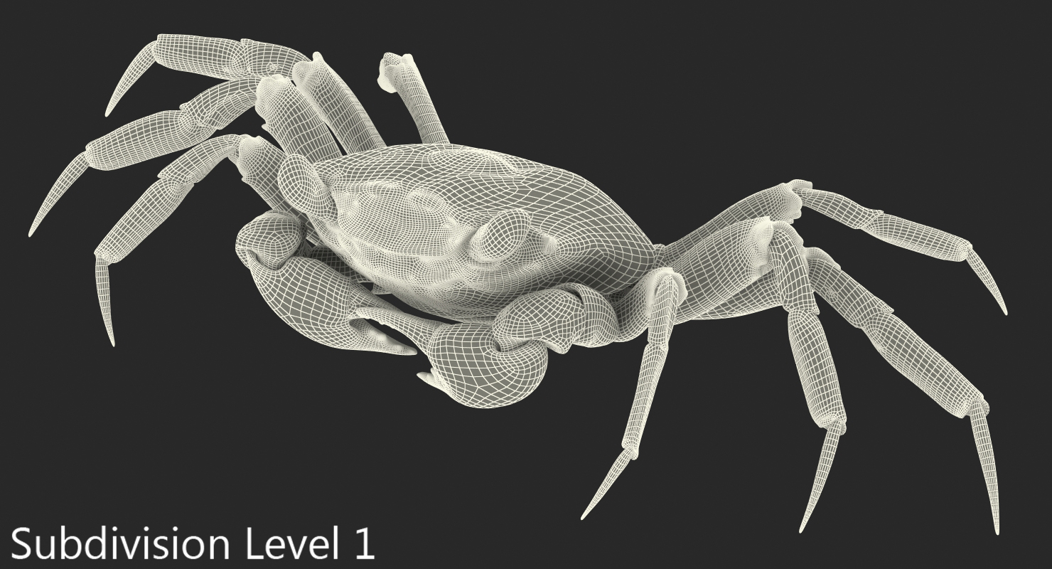 Vampire Crab Geosesarma Rigged with Fur 3D model