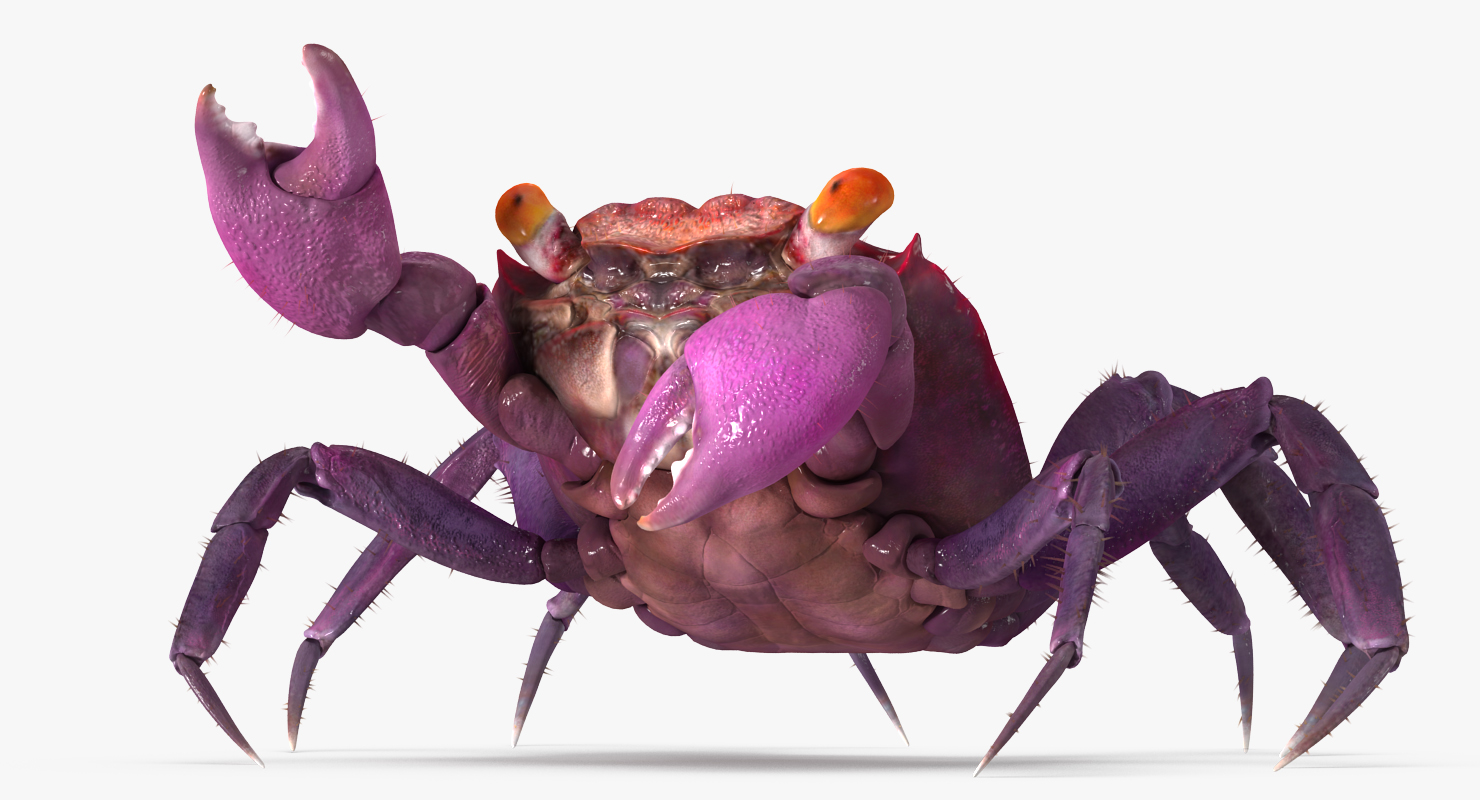 Vampire Crab Geosesarma Rigged with Fur 3D model