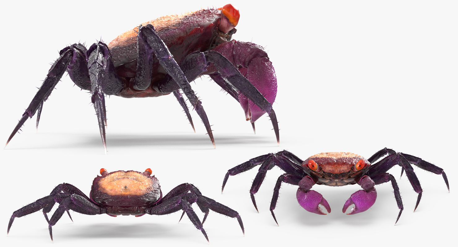 Vampire Crab Geosesarma Rigged with Fur 3D model