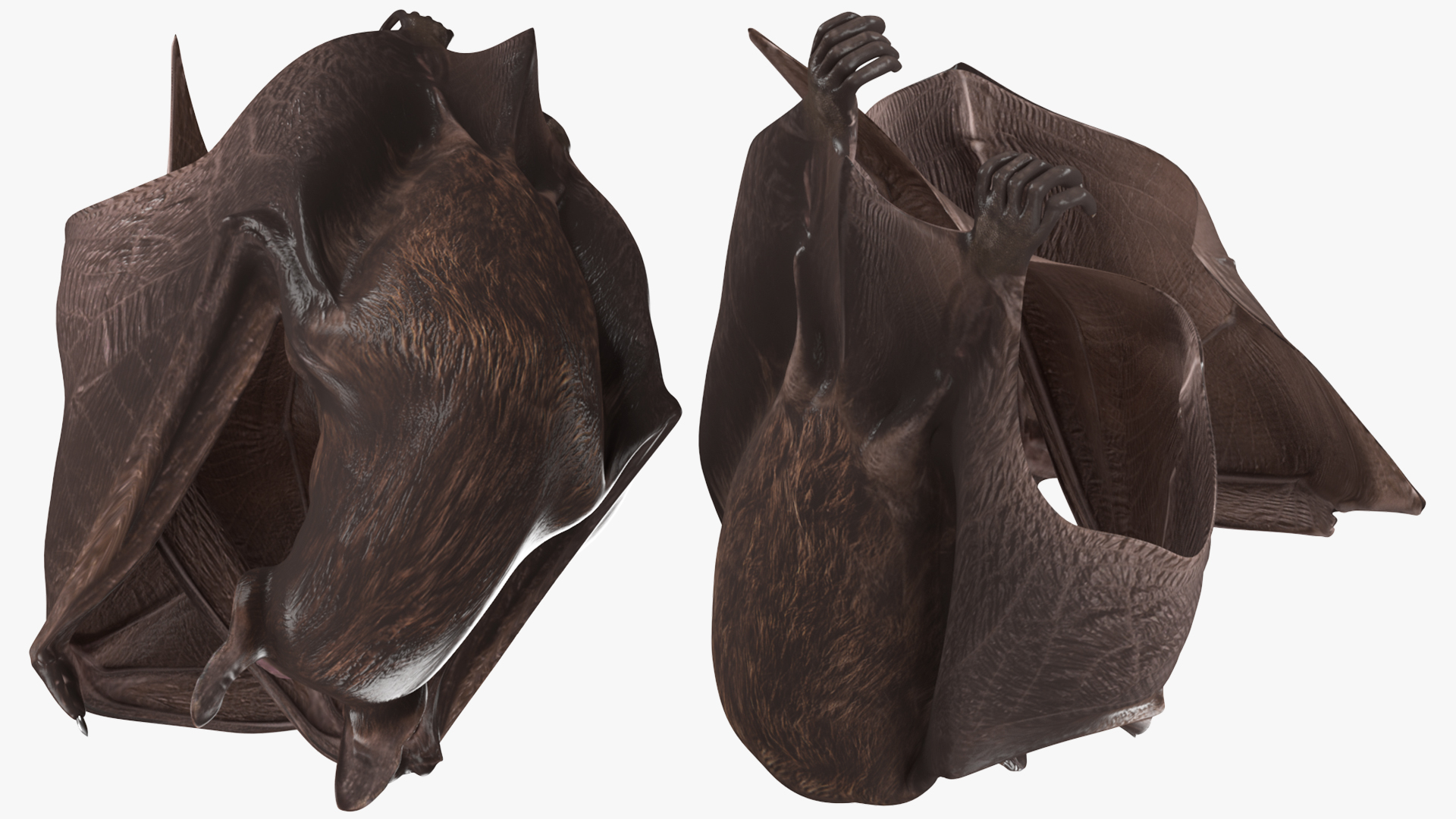 Hanging Black Bat 3D