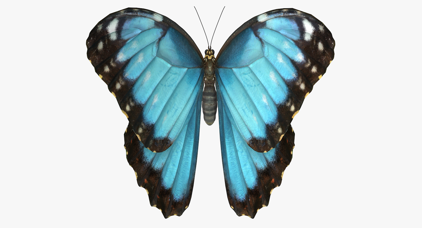 3D model Peleides Blue Morpho Butterfly