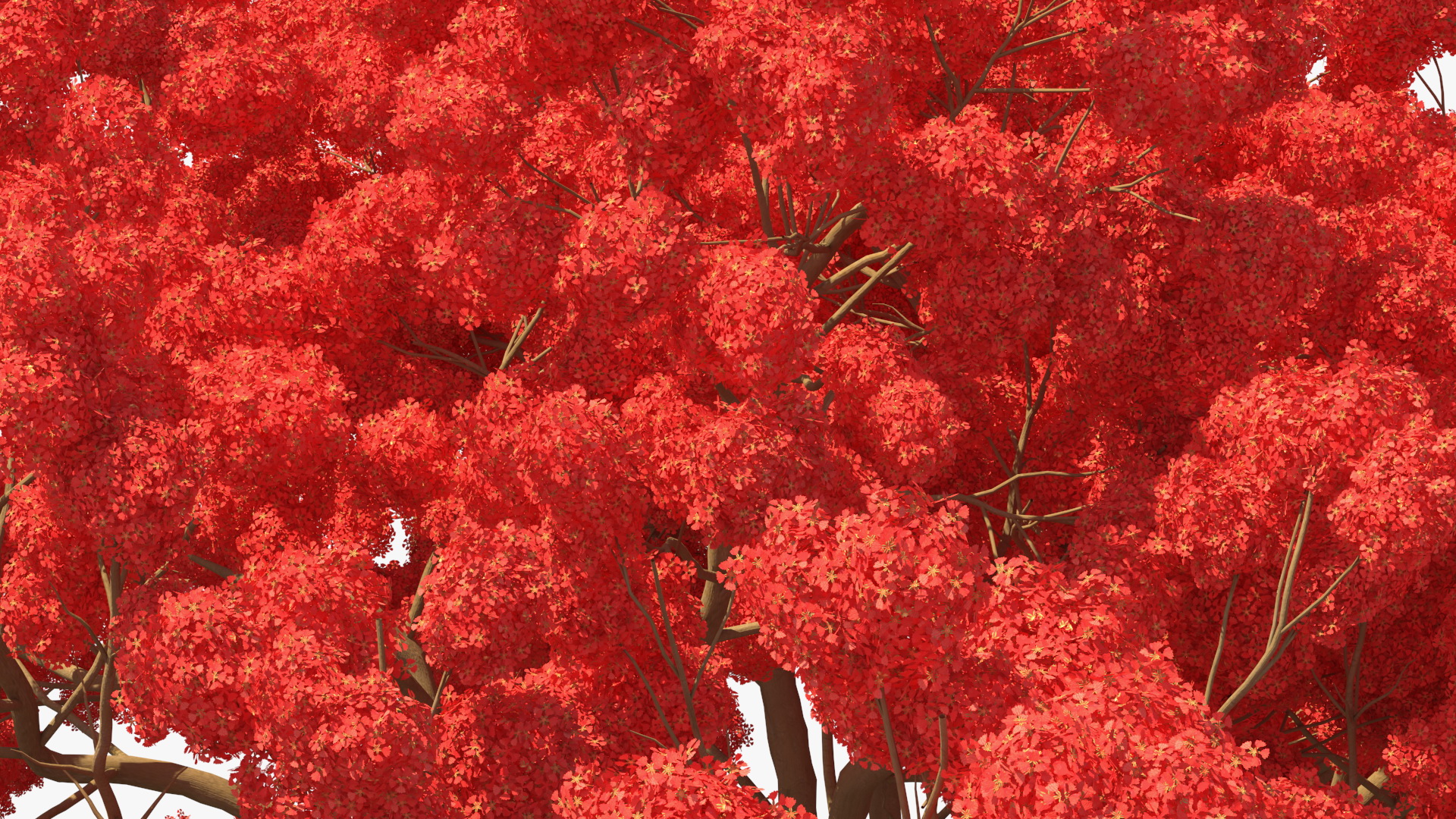 3D Royal Poinciana Flame Tree