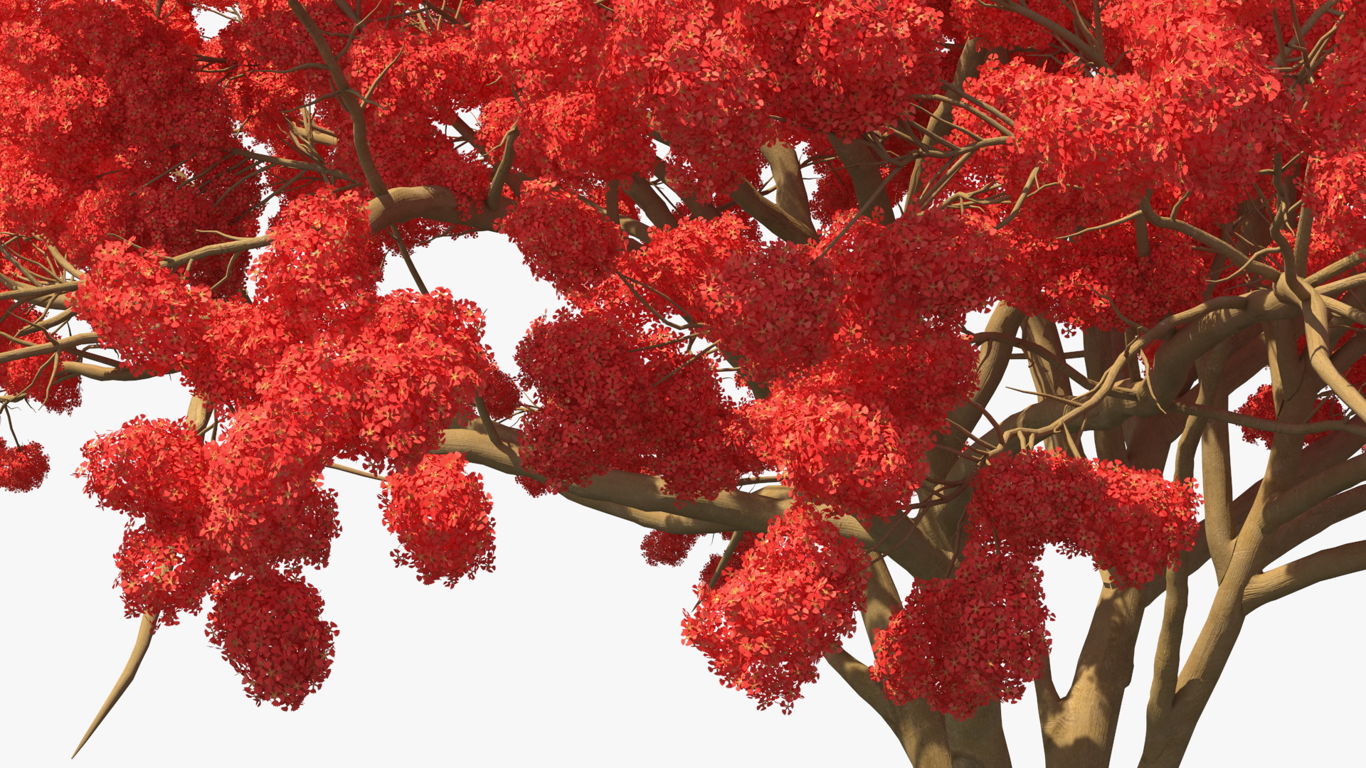 3D Royal Poinciana Flame Tree