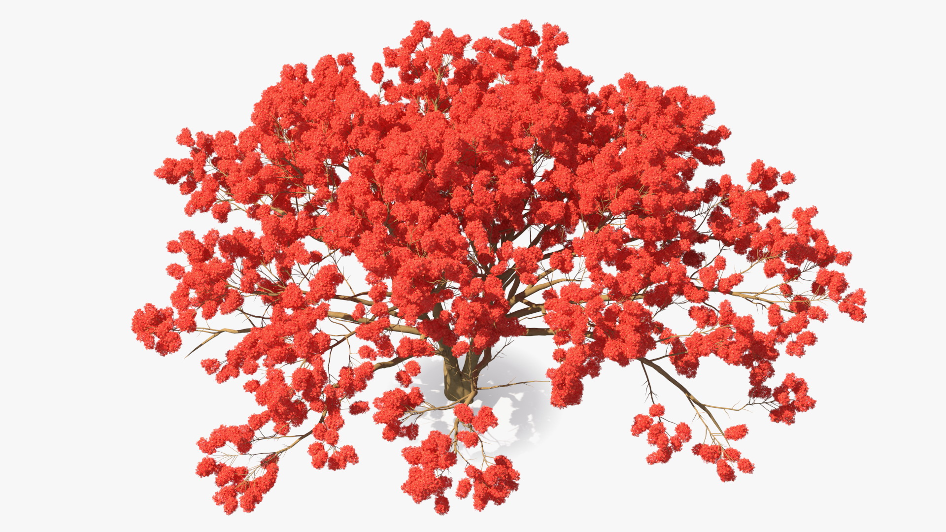 3D Royal Poinciana Flame Tree