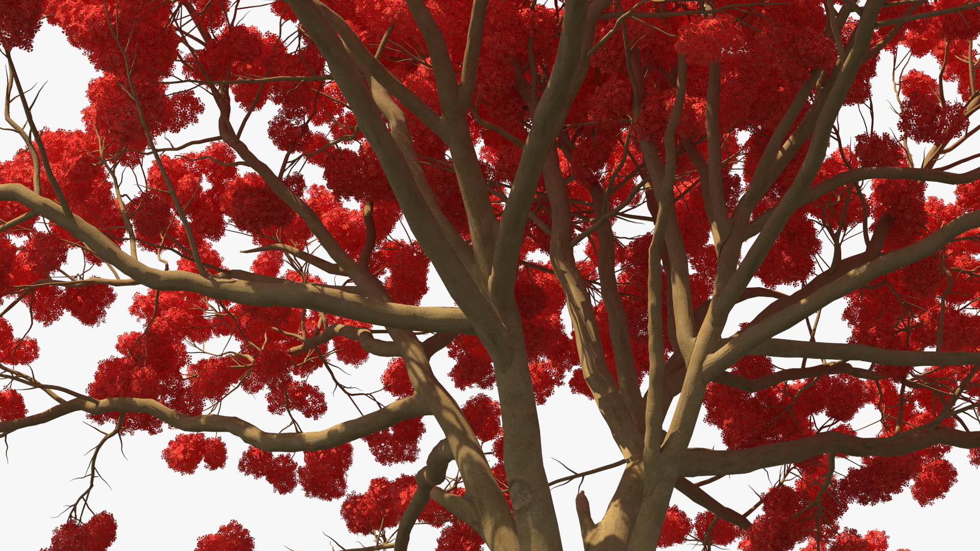 3D Royal Poinciana Flame Tree