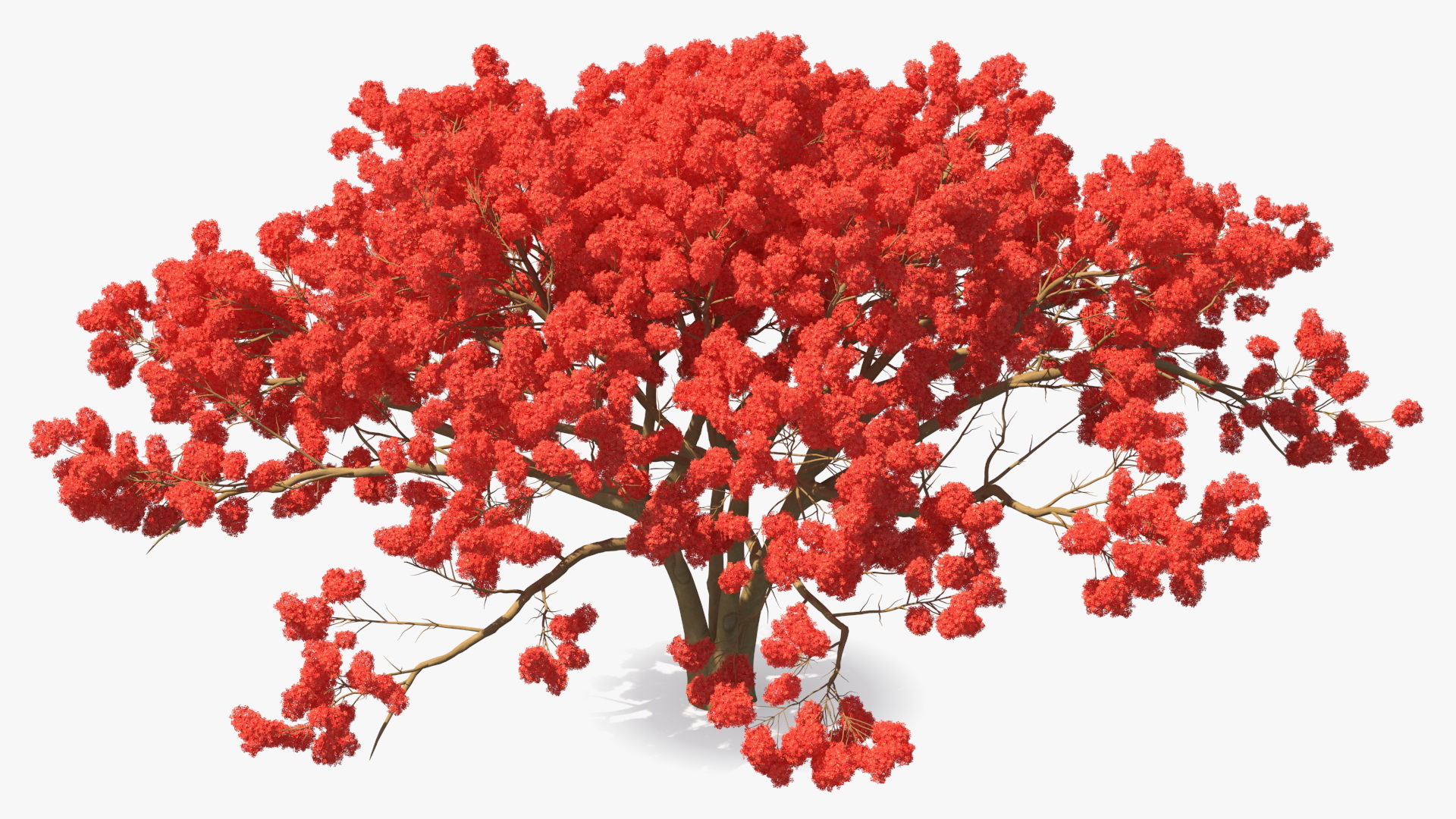 3D Royal Poinciana Flame Tree
