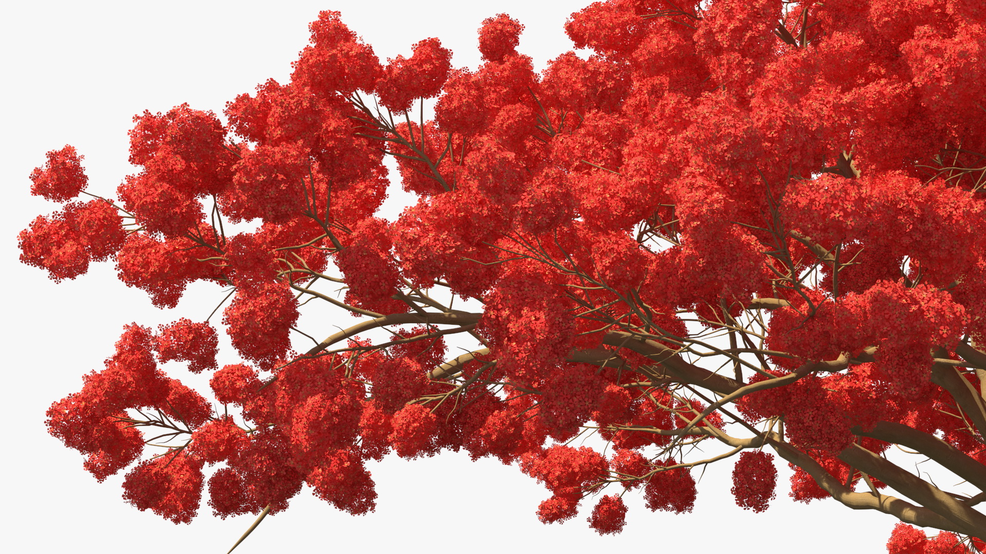 3D Royal Poinciana Flame Tree
