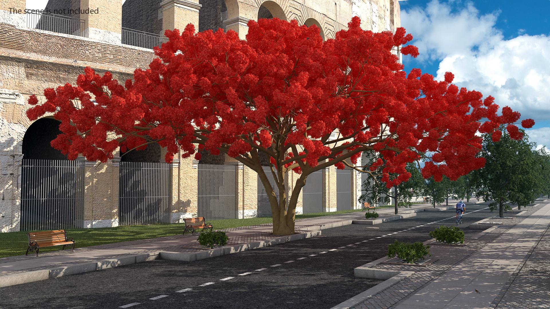 3D Royal Poinciana Flame Tree
