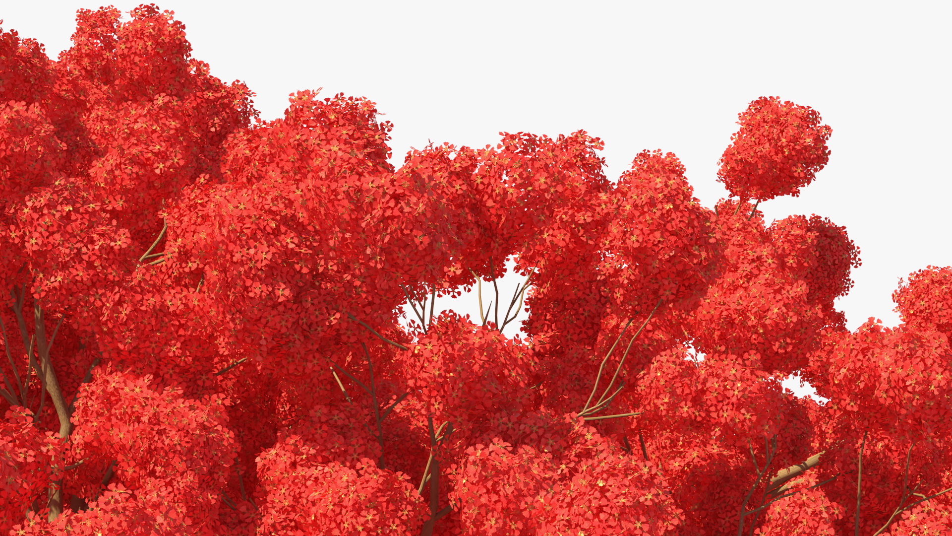 3D Royal Poinciana Flame Tree