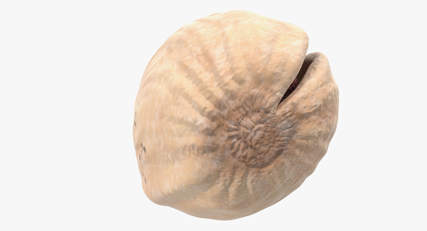 Roasted Opened Pistachio 3D model