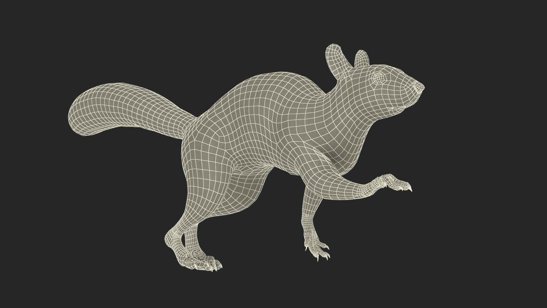 3D Gray Squirrel Fur Animated Rigged model