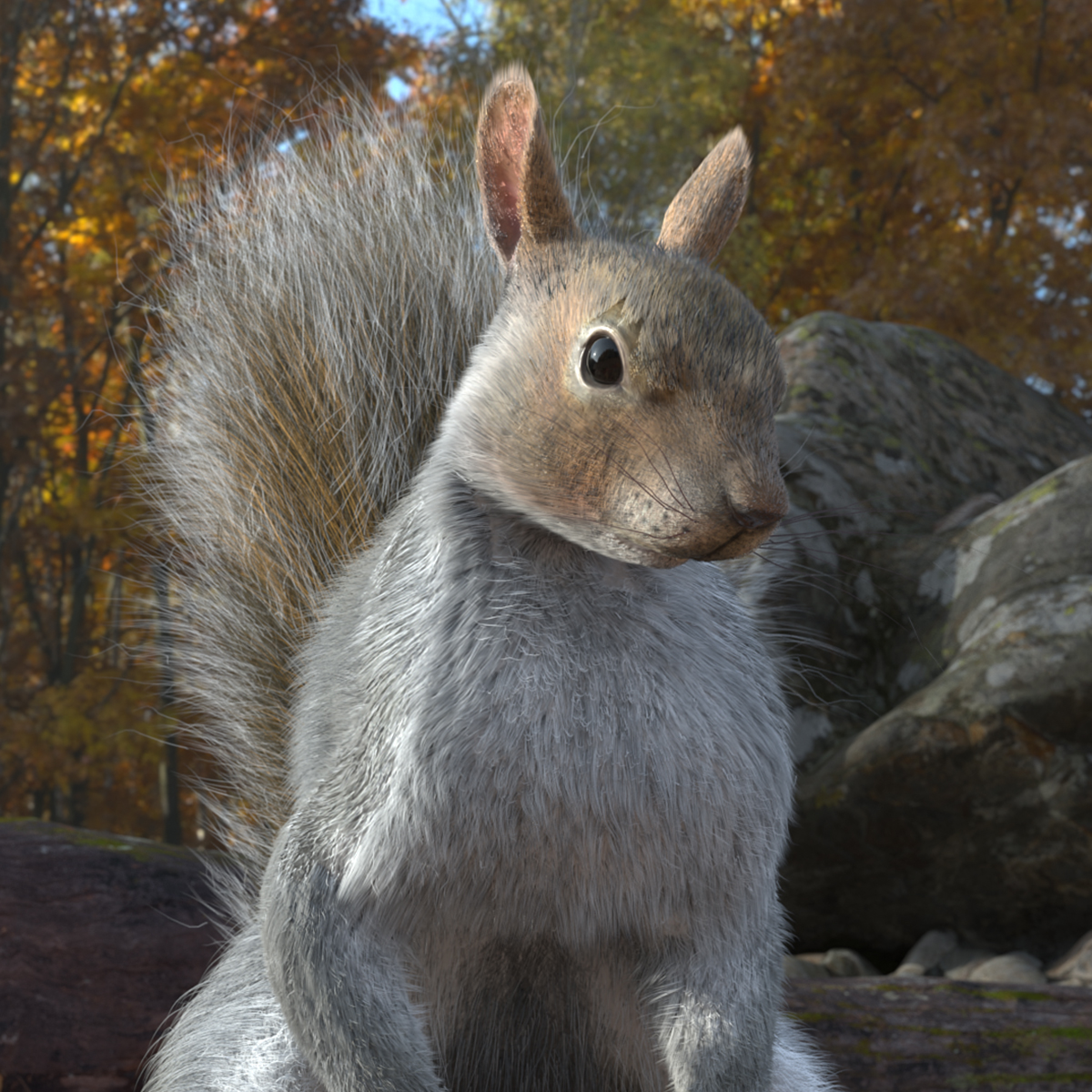 3D Gray Squirrel Fur Animated Rigged model