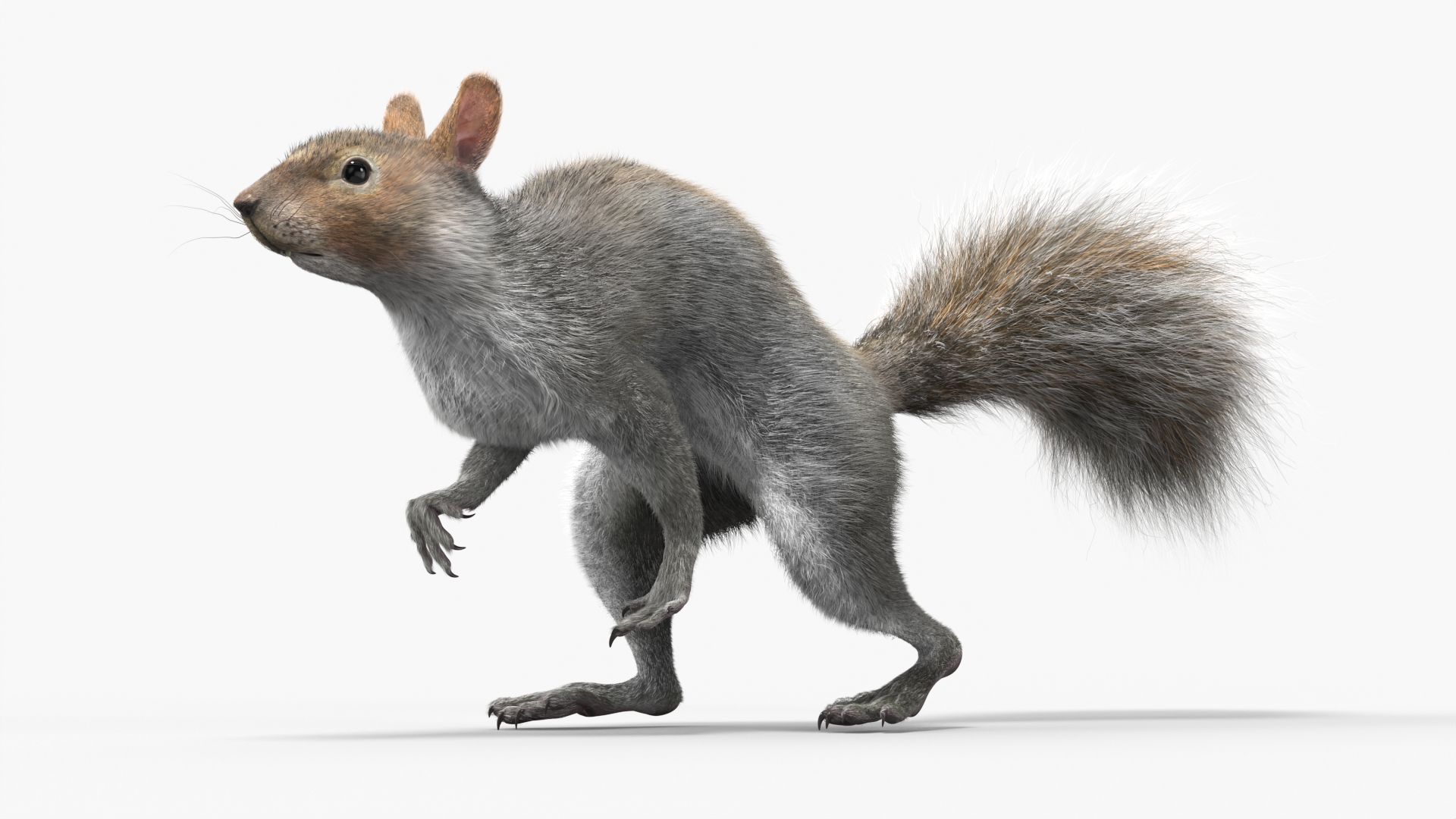 3D Gray Squirrel Fur Animated Rigged model