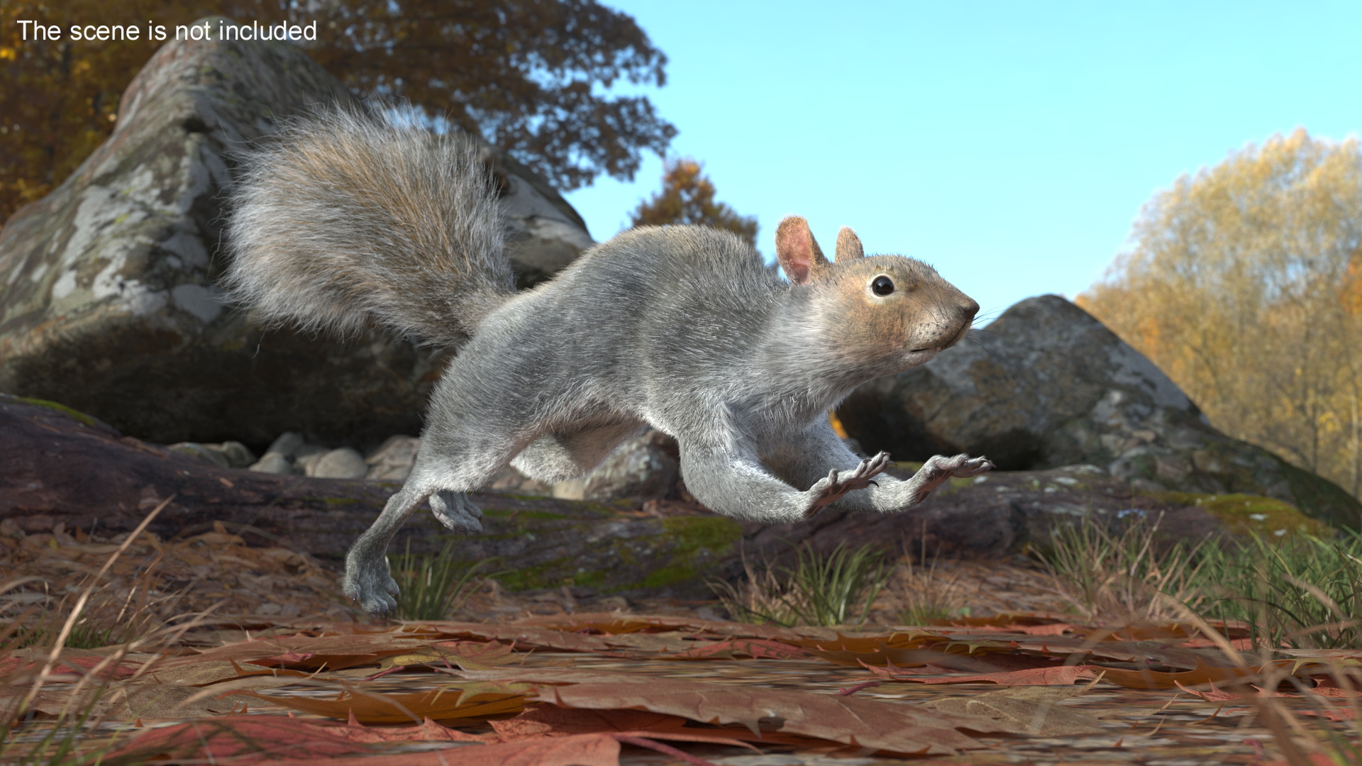 3D Gray Squirrel Fur Animated Rigged model