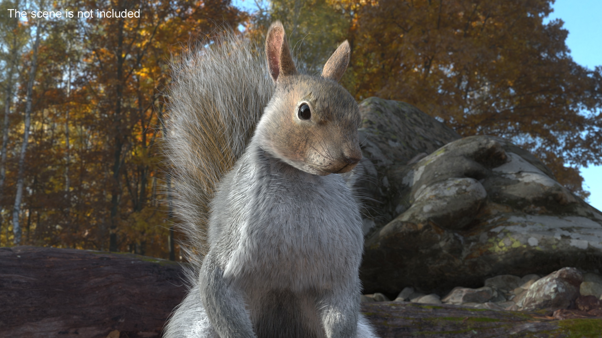 3D Gray Squirrel Fur Animated Rigged model