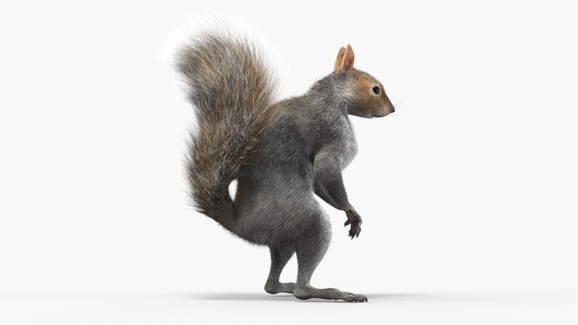 3D Gray Squirrel Fur Animated Rigged model