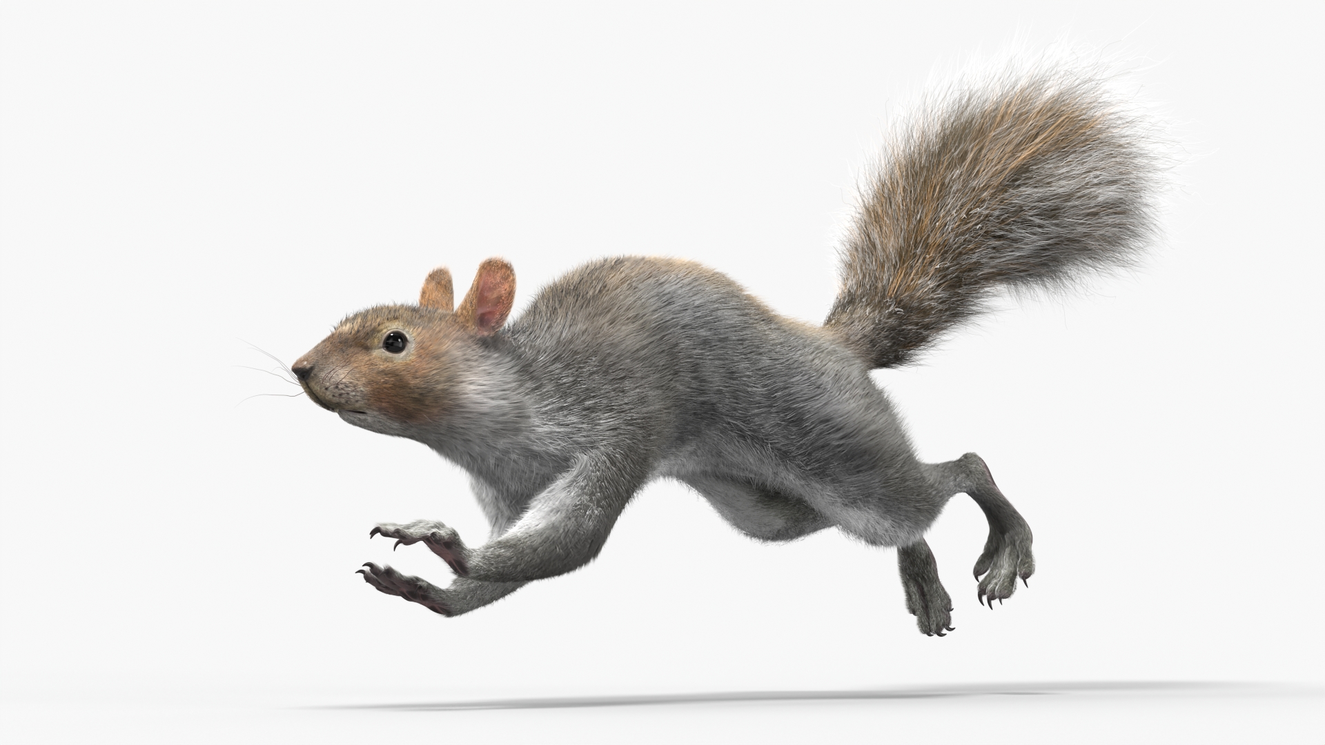 3D Gray Squirrel Fur Animated Rigged model